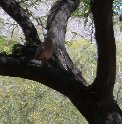 Closer view of dove in mesquite