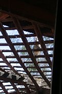 Dove through the trellis Dove through the trellis