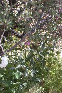 Find the hummingbird - #1 Find the hummingbird - #1