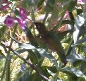 Find the hummingbird - #1 Find the hummingbird - #1