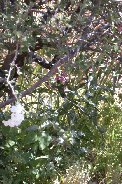 Find the hummingbird - #2 Find the hummingbird - #2