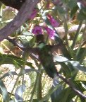 Find the hummingbird - #2 Find the hummingbird - #2