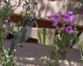 Find the hummingbird - #3 Find the hummingbird - #3
