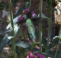 Find the hummingbird - #4 Find the hummingbird - #4