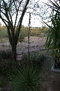 Yucca flower shoot well along Yucca flower shoot well along