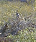 Gambil's Quail atop brush pile - close-up