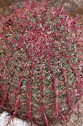 Fishook barrel cactus - wet from hose Fishook barrel cactus - wet from hose