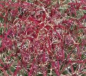 Fishook barrel cactus - buds aplenty