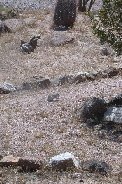 Ground Squirrel on path in front of house Ground Squirrel on path in front of house