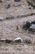 Same ground squirrel pauses and looks/listens/smells (?) Same ground squirrel pauses and looks/listens/smells (?)