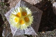 Beautiful symmetry of blooming Bishop's Hat
