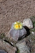 Bishop's Hat in bloom near front entry