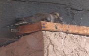 2 baby doves under protection of parent