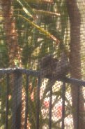 2nd dove chick leaves nest