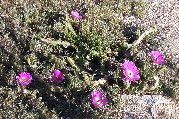 Blooming rambling cholla