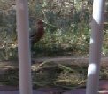 Real close view of unknown red bird Real close view of unknown red bird