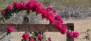 Bough of roses near driveway entrance Bough of roses near driveway entrance