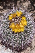 Blooming fishook barrel cactus Blooming fishook barrel cactus