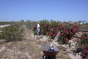 Paul standing near bush w/ large weed infestation