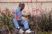Paul weeds out an aloe vera in his work on water to red yucca
