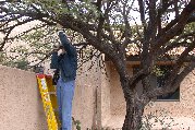 More hand sawing of tree limbs