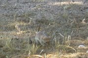 Foraging
