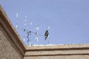 Our antenna makes a perfect eagle perch Our antenna makes a perfect eagle perch