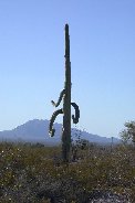 Symetically drooping arms on saguaro Symetically drooping arms on saguaro