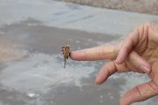 Butterfly perches on Paul's finger Butterfly perches on Paul's finger