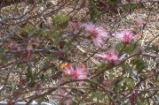 Find the butterflies Find the butterflies