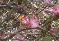 3 butterflies around fairyduster bloom 3 butterflies around fairyduster bloom