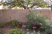 Struggling the large cassia into the wheelbarrow Struggling the large cassia into the wheelbarrow