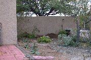 Opened area with cassia gone Opened area with cassia gone