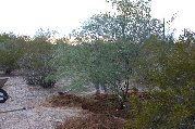 New home for old cassia New home for old cassia