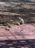 Remnants of the corn cob are chewed and considered