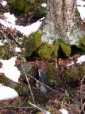 Stream is fed by melting snow as seen at the base of this tree on the stream’s edge Stream is fed by melting snow as seen at the base of this tree on the stream’s edge