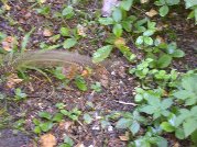 That blur is the chipmunk going from center off to the left in the time the lens opens and closes