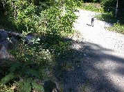 Paul is in the distance and Kitty will run to catch up