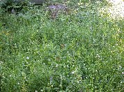 Various pale wildflowers abound