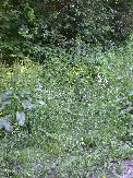 Lightly colored wild flowers abound
