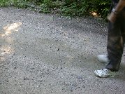 Butterfly in the road caught Paul&rsquo;s attention