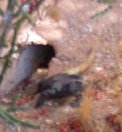 Large black lizard has a beige tail