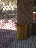 Ground squirrel poised on lip of scrap bucket