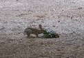 Curious rabbit and pineapple top