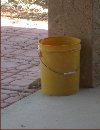 Ground squirrel following scent to scrap bucket