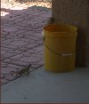 Multiple ground squirrel interest in the scrap bucket