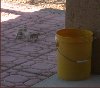Still more aggressive posturing for bucket &lsquo;control&rsquo;