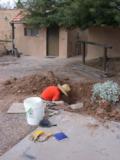 No, Paul is not looking for buried treasure at the base of soon to flower brittle bush