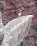 Mountain sheep gazes inward towards canyon wall Mountain sheep gazes inward towards canyon wall