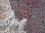 Regal mountain sheep on Grand Canyon promintory Regal mountain sheep on Grand Canyon promintory
